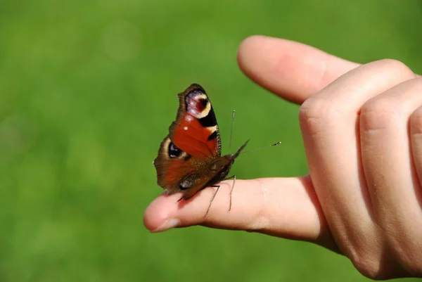 Close Van Een Insect Wilde Natuur — Stockfoto