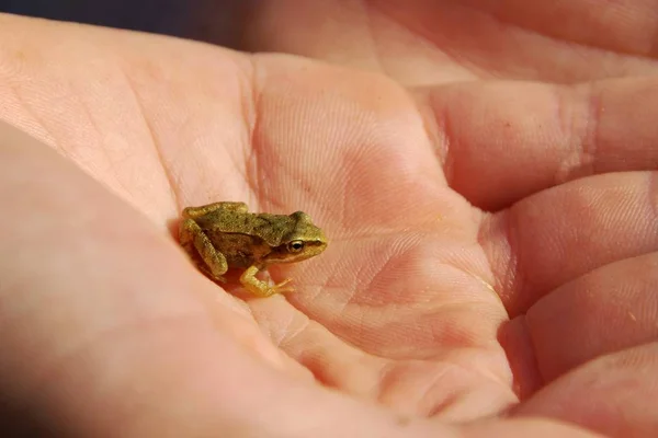 Poco Rana Mano Anfibios Estanques Animales —  Fotos de Stock