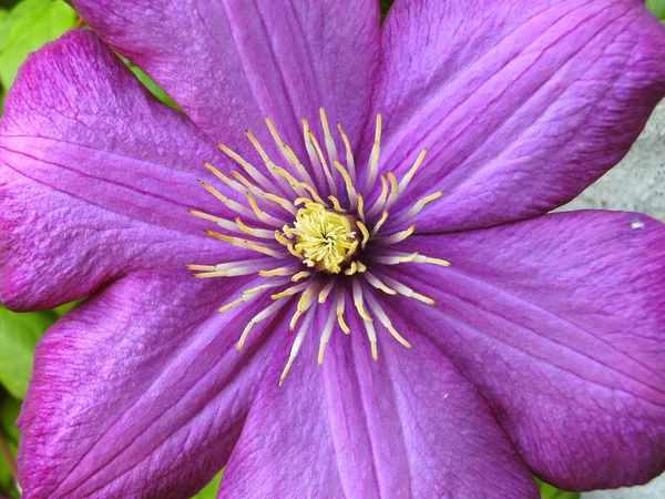 Clematis Virágszirmok Flóra — Stock Fotó