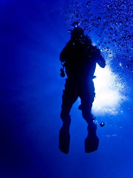 Mergulhadores Contra Luz Nos Filhotes — Fotografia de Stock