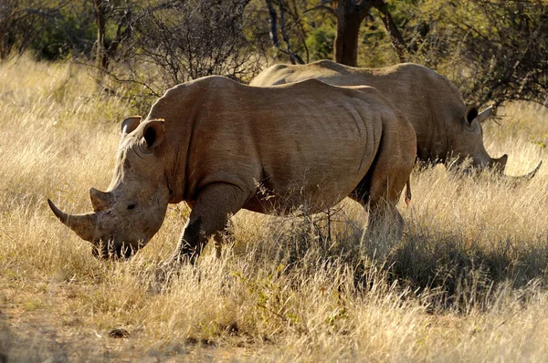 Animaux Africains Créature Rhinocéros Faune — Photo