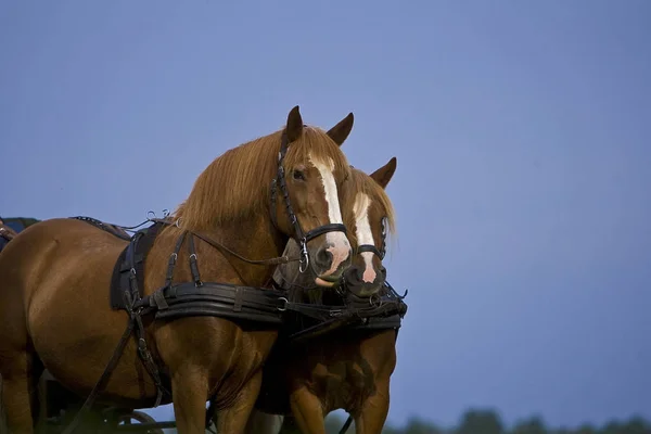 Caballo Lindo Tiro Aire Libre Durante Día — Foto de Stock