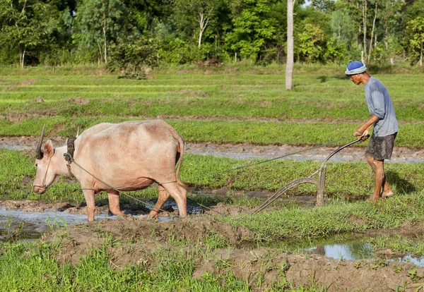 Plow Water Buffalo Rice Field — Stock Photo, Image