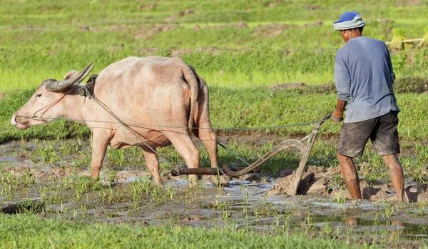Plough Water Buffalo Rice Field — Stock Photo, Image
