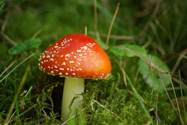 Crapaud Rouge Appartient Groupe Des Champignons Toxiques — Photo