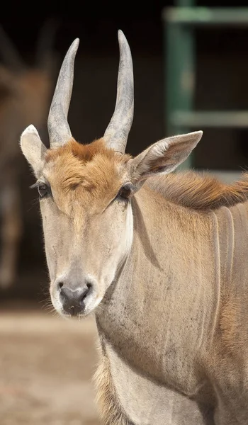 Closeup Animal Zoo — Stock Photo, Image