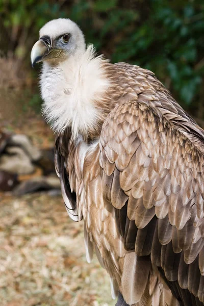 Schilderachtig Uitzicht Prachtige Griffioen Vogel — Stockfoto