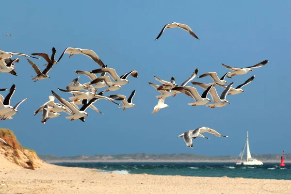 Vue Panoramique Bel Oiseau Nature — Photo