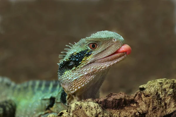 Lézard Animal Reptile Iguane — Photo
