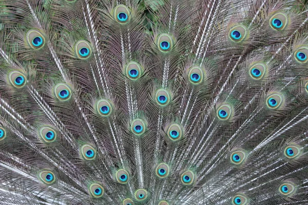 Plumas Pavo Real Cerca Disparo —  Fotos de Stock