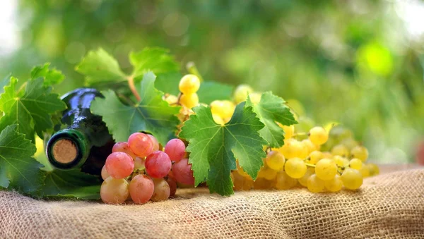 Eine Flasche Wein Und Grappes — Stockfoto