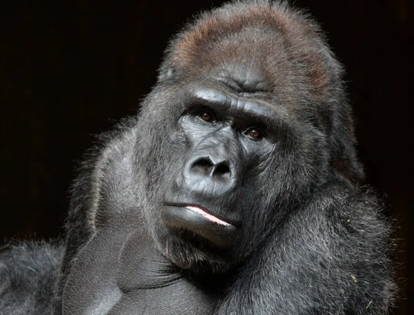 Gorillaapa Primatdjur — Stockfoto