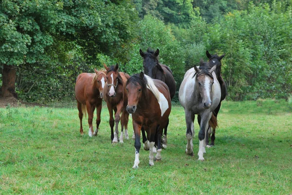 Paardenhengst Wild Dier Natuur — Stockfoto