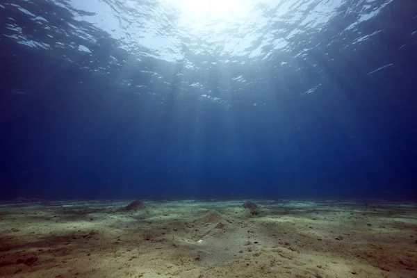 Szenischer Blick Auf Die Unterwasserwelt — Stockfoto