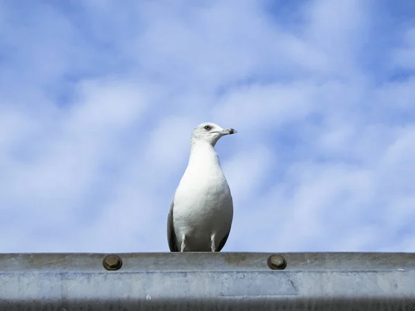 Malerischer Blick Auf Schöne Möwenvögel Der Natur — Stockfoto