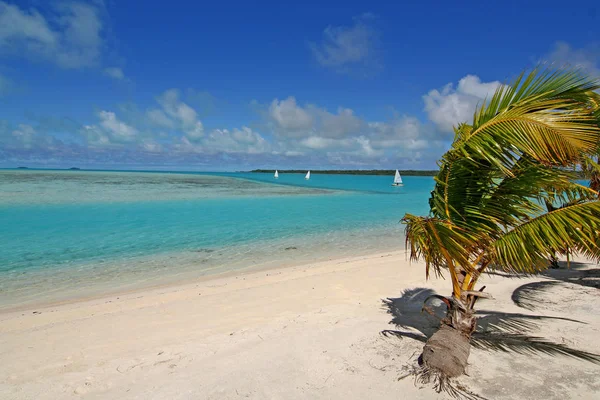 Мальдивы Красивый Пляж Фон Белый Песчаный Тропический Рай Остров Голубым — стоковое фото