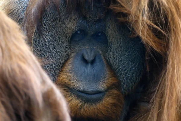 Орангутанг Обезьяна — стоковое фото