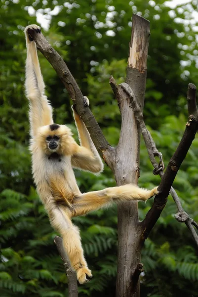 원숭이 원숭이 긴팔원숭이 — 스톡 사진