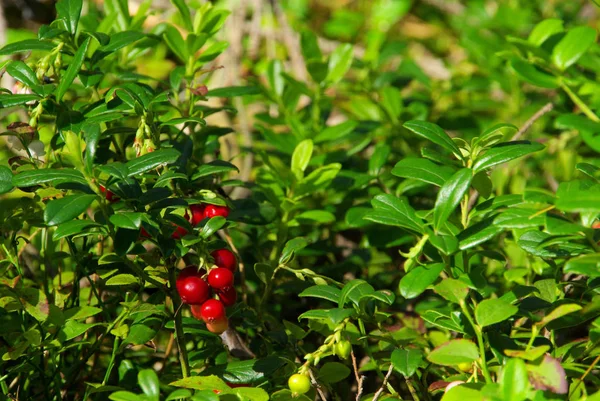 Cranberry Plant Cowberry Plant — Fotografia de Stock