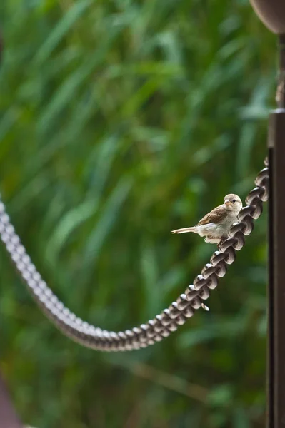 Scenic View Beautiful Bird Nature — Stock Photo, Image