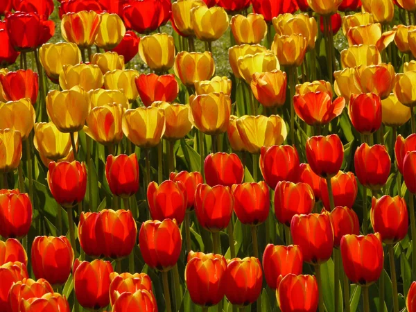 Frühling Tulpen Blütenblätter Flora — Stockfoto