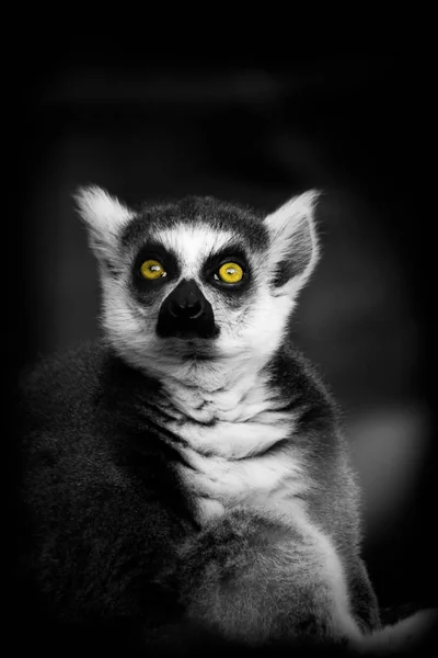 Porträtt Söt Liten Lemur — Stockfoto