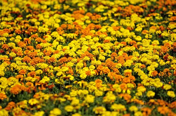 Studenckie Kwiaty Tagety Spec — Zdjęcie stockowe