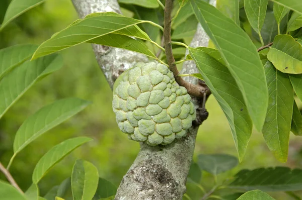 Noina Fruta Nacional Tailândia — Fotografia de Stock