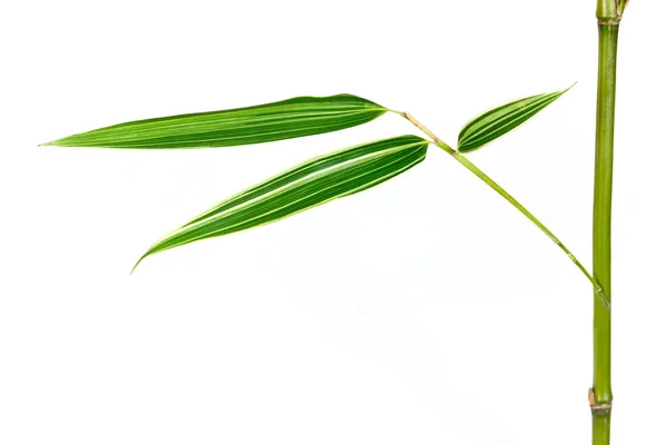 Bamboo Optional White — Stock Photo, Image