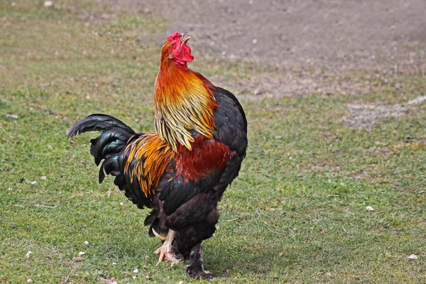 Doğadaki Güzel Kuşun Manzarası — Stok fotoğraf