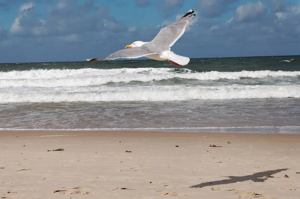 Gabbiano Sulla Spiaggia Sylt — Foto Stock