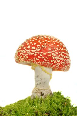 The red toadstool belongs to the group of poisonous fungi.  clipart