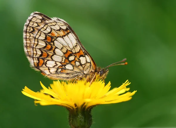 Uçarı Kelebek Kanatlı Böcek — Stok fotoğraf