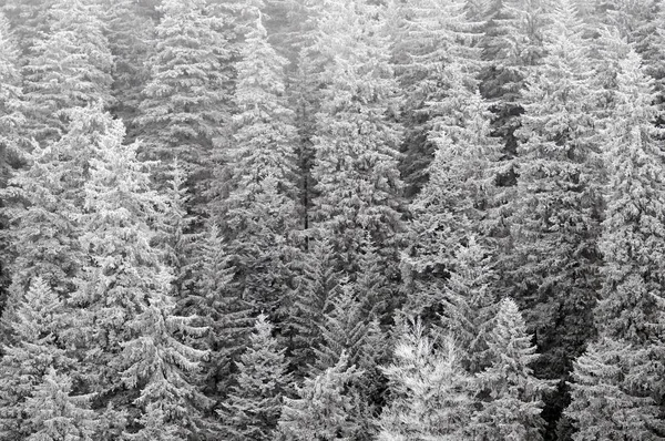 Zwart Bos Winter — Stockfoto