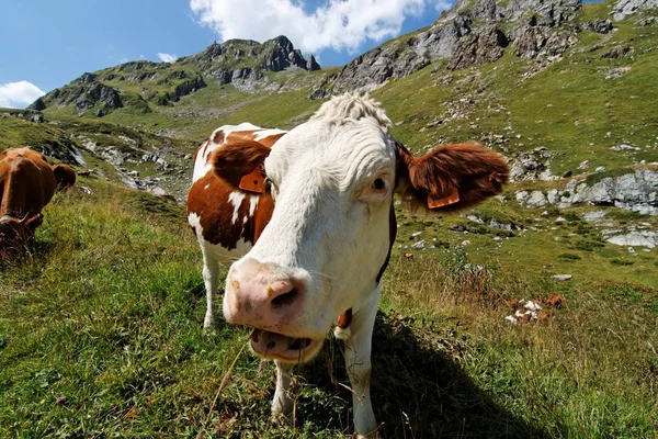 Três Vacas Pastando Montanha Nos Alpes — Fotografia de Stock