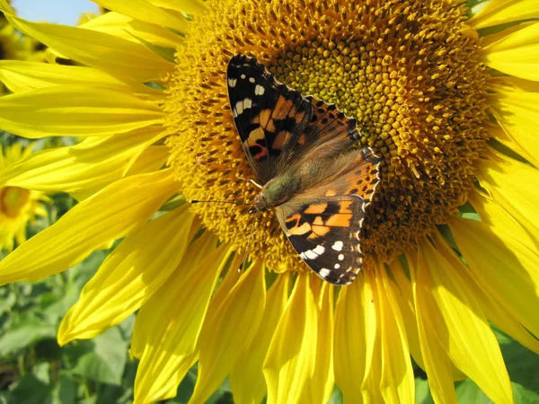 sunflower with painted lady