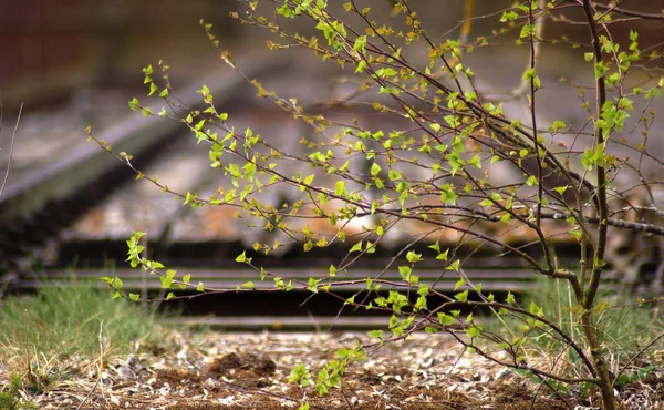 Lentebloemen Tuin — Stockfoto