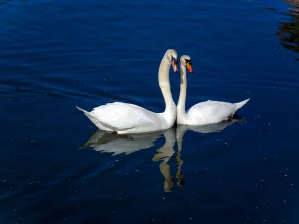 Vista Panorámica Los Cisnes Majestuosos Naturaleza — Foto de Stock