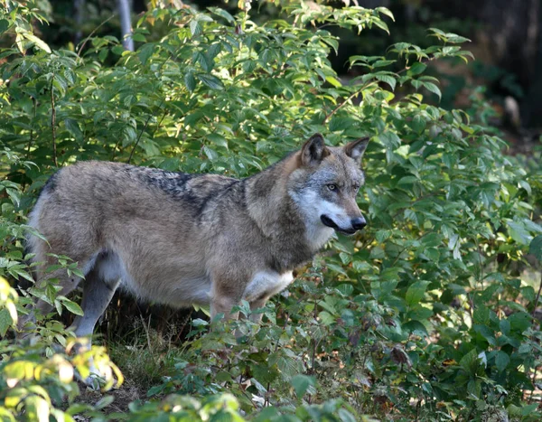 野生狼的自然景观 — 图库照片