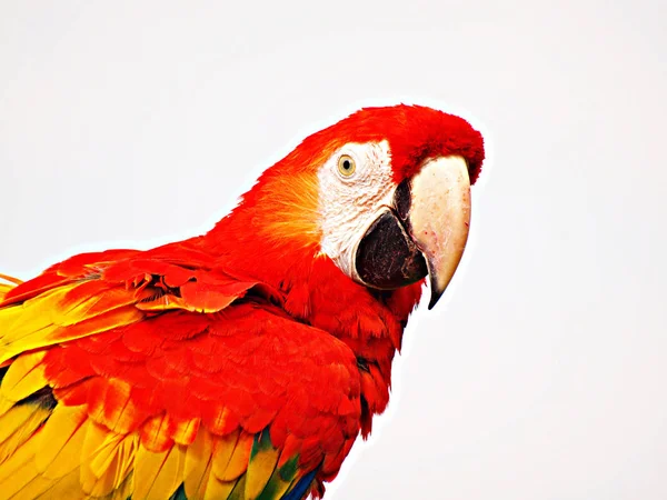 Schöne Aussicht Auf Den Papagei Der Natur — Stockfoto