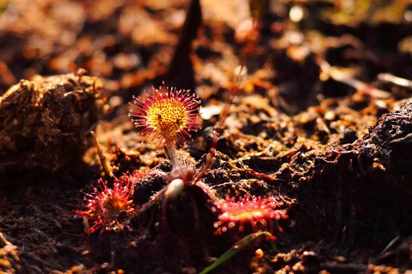 Astillas Redondas Sol Bog Drosera Rodifolia — Foto de Stock