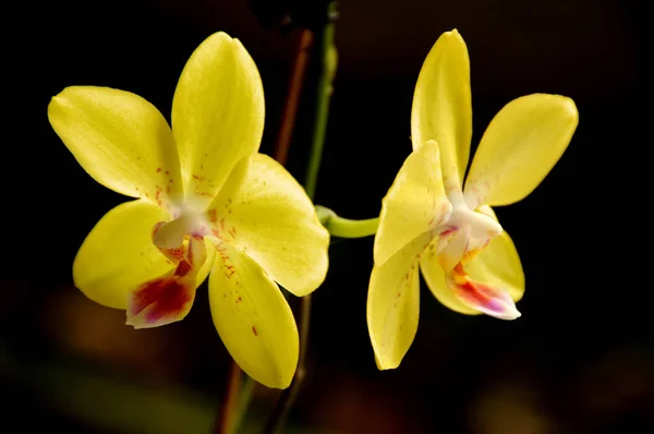 Natürliche Orchideenblüte Flora Pflanze — Stockfoto