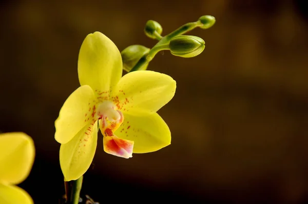 Natural Orchid Flower Bloom Flora Plant — Stock Photo, Image