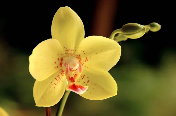 Schöne Orchideenblumen Blütenblätter Flora — Stockfoto