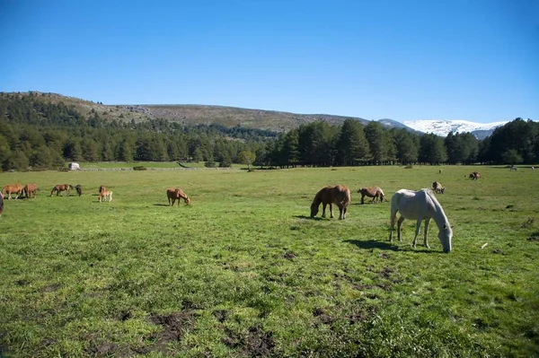 Paarden Grazen Avila — Stockfoto