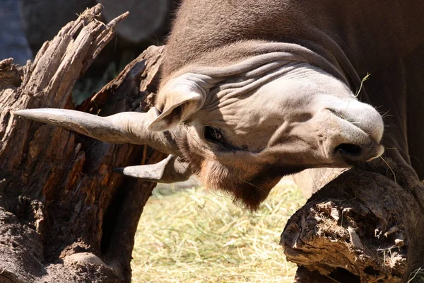 Zbliżenie Zwierząt Zoo — Zdjęcie stockowe