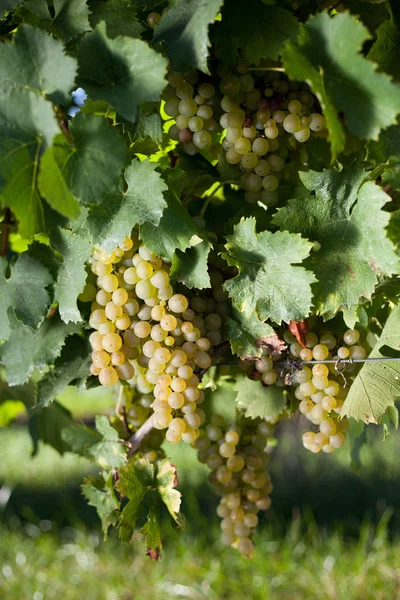 Grapes Growing Vineyard — Stock Photo, Image