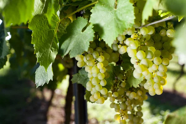 Grapes Growing Vineyard — Stock Photo, Image