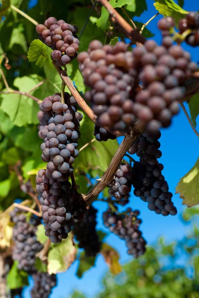 Cachos Uvas Vinha Agrícola — Fotografia de Stock