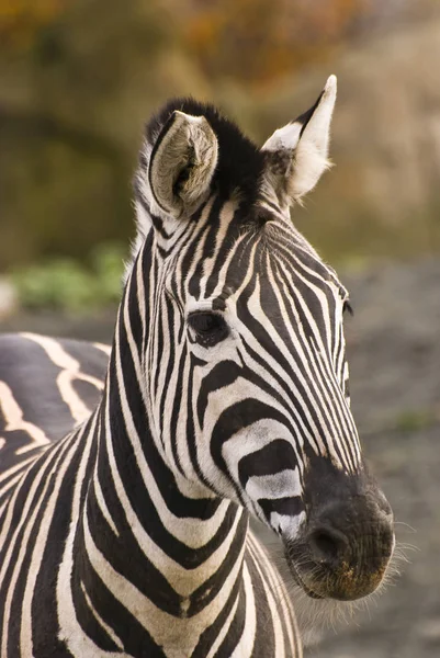 Animal Zebra Listrada Mamífero — Fotografia de Stock